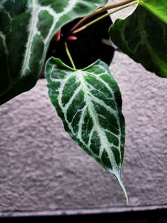 Anthurium ROJ x Boogie