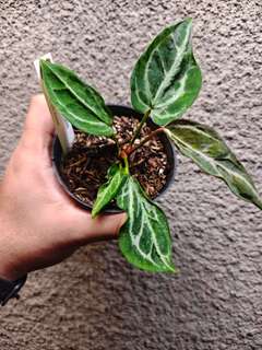 Anthurium Mutated Red Tiger Aberrant Form