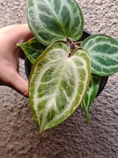 Anthurium Mutated HURC