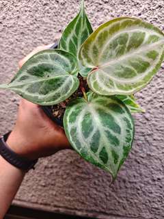 Anthurium Mutated HURC
