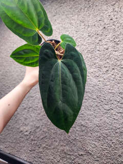 Anthurium (Ace of Spades x BVEP) x RVDP