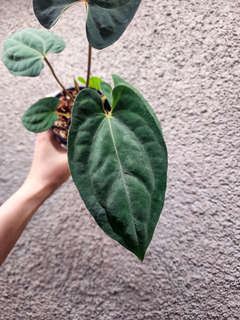 Anthurium (Ace of Spades x BVEP) x RVDP