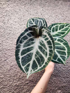 Anthurium Mojang Geulis