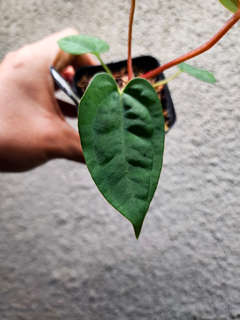 Anthurium Red Spider x Ace of Spades