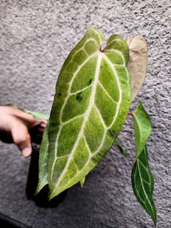 Anthurium Variegated (Angela x Black Widow) x Red Legacy