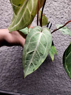 Anthurium Variegated (Angela x Black Widow) x Red Legacy