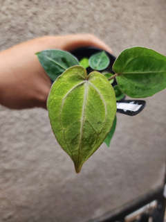 Anthurium Mojito Splash