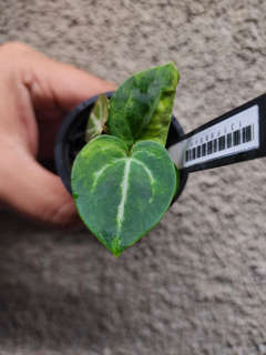 Anthurium SKG 'Pink Lemonade' x (Black Widow Michelle)