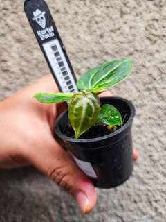Anthurium SKG 'Pink Lemonade' x (Black Widow Michelle)