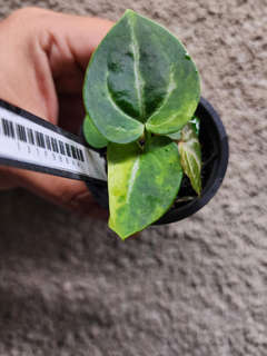 Anthurium SKG 'Pink Lemonade' x (Black Widow Michelle)