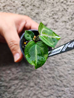 Anthurium SKG 'Pink Lemonade' x (Black Widow Michelle)