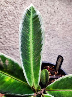 Labisia sp. Sanggau