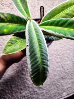 Labisia sp. Sanggau