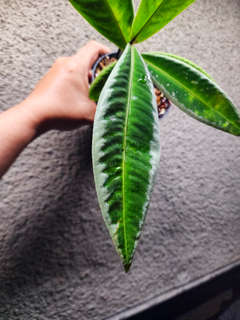 Labisia sp. Sanggau