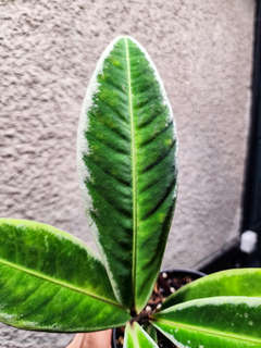 Labisia sp. Sanggau