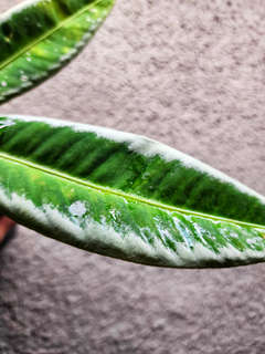 Labisia sp. Sanggau