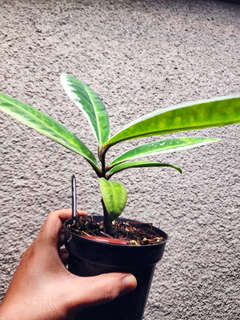 Labisia sp. Sanggau