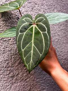 Anthurium Red Spider x HURC