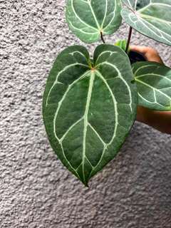 Anthurium Red Spider x HURC