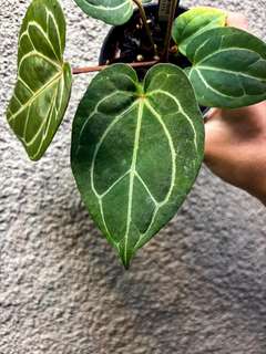 Anthurium Red Spider x HURC