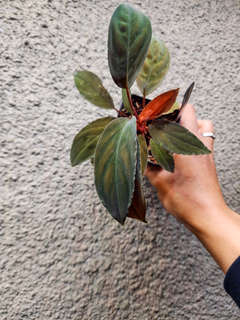 Homalomena sp. Lingga