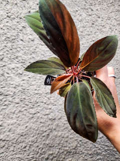 Homalomena sp. Lingga