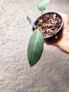 Homalomena sp. Aceh/ Daun Tebal