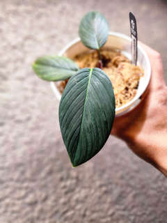 Homalomena sp. Aceh/ Daun Tebal