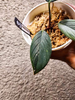 Homalomena sp. Aceh/ Daun Tebal