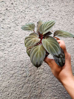 Homalomena sp. Lingga