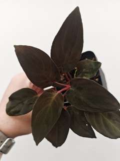 Homalomena sp. Lingga