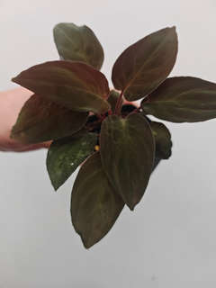 Homalomena sp. Lingga