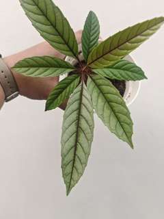 Leea sp. Timika Platinum