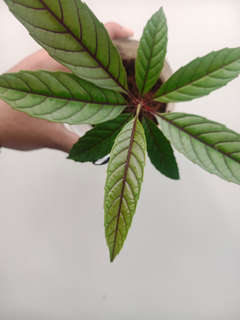 Leea sp. Timika Platinum