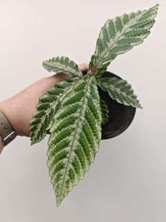 Leea Zippeliana sp. Timika White