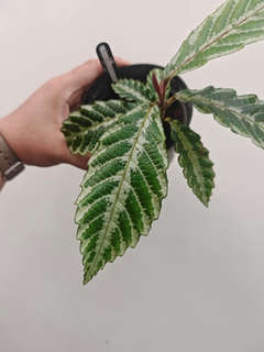 Leea Zippeliana sp. Timika White
