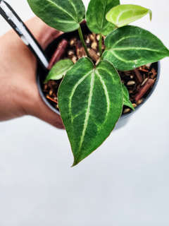 Anthurium Mojito Splash