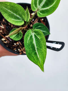 Anthurium Mojito Splash
