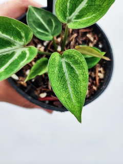 Anthurium Mojito Splash