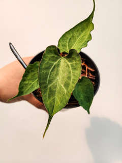 Anthurium Mojito Muchlis x Red Crystallinum