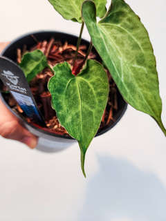 Anthurium Mojito Muchlis x Red Crystallinum