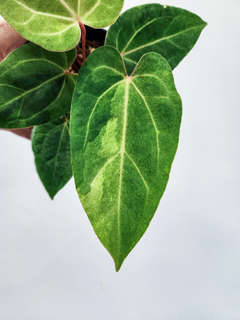 Anthurium Peach Variegated Fort Sherman x Tezula Ace of Spades