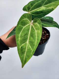 Anthurium Peach Variegated Fort Sherman x Tezula Ace of Spades