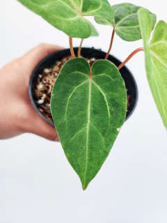 Anthurium Peach Variegated Fort Sherman x Tezula Ace of Spades