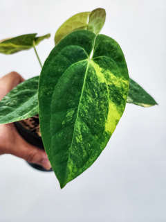 Anthurium Variegated Papillilaminum 88 x Ace of Spades (SKG)