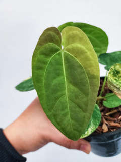Anthurium Variegated Papillilaminum 88 x Ace of Spades (SKG)