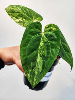 Anthurium Variegated Magna x Fort Sherman