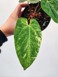 Anthurium Variegated Magna x Fort Sherman
