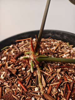 Anthurium Goliath Clone