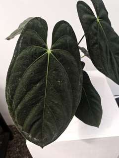 Anthurium Goliath Clone